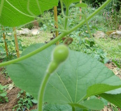 fruit en formation