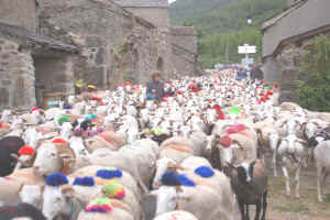 Transhumance