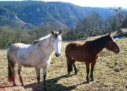 Chevaux du village