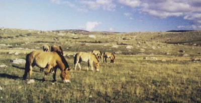 Przwalskipaarden op de causse