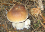 cepes