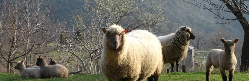 Bienvnue - Welcome - LE TOUR - Gite caractere - parc national des Cvennes - Gites de FRANCE