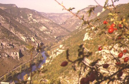 Vue dans les Gorges du Tarn