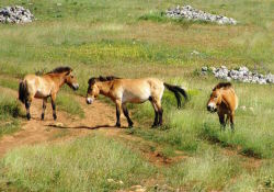 chevaux de przwalski sur le causse