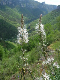 Asphodele Gorges de la Jonte