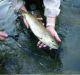 Fishing in the Lozère, Gard and Aveyron