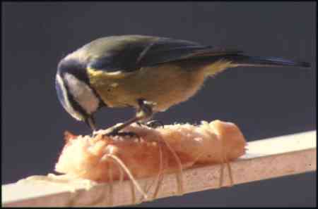 Mésange Blue - oiseaux en Cévennes