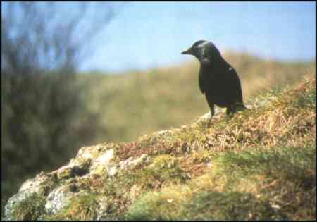 Jackdaw - corvus monedula
