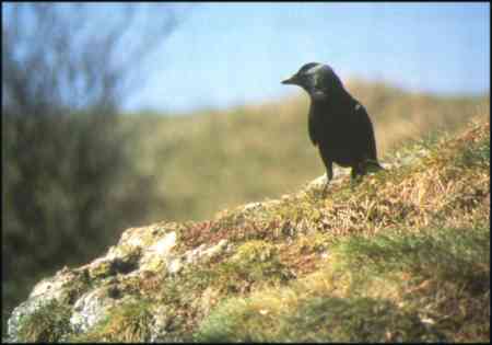 Choucas des tours - corvus monedula