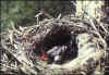 corbeau nid.jpg (19865 octets)