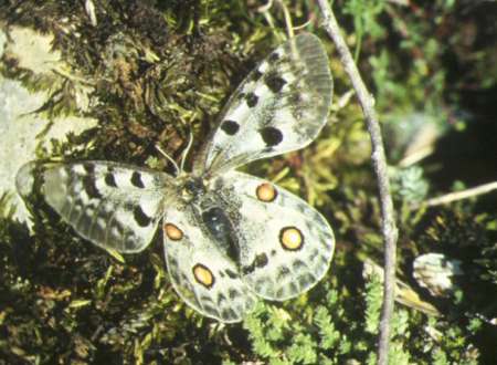 Parnassius Apollo