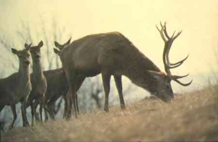 Cervus elaphus