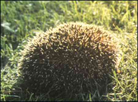 Erinaceus europaeus