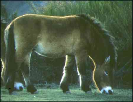 Equus ferus przewalskii