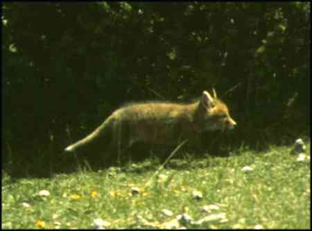 Vulpes vulpes