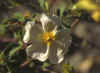 CISTUS SALVIFOLIUS