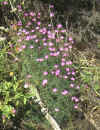 DIANTHUS GRANITICUS