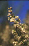 ERICA ARBOREA