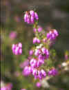 ERICA CINEREA