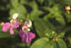 IMPATIENS ROYLEI