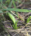 OPHIOGLOSSUM AZORICUM