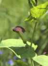 Aristolochia rotunda