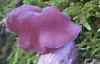 Laccaria amethystina