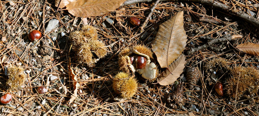 chataignes cevennes